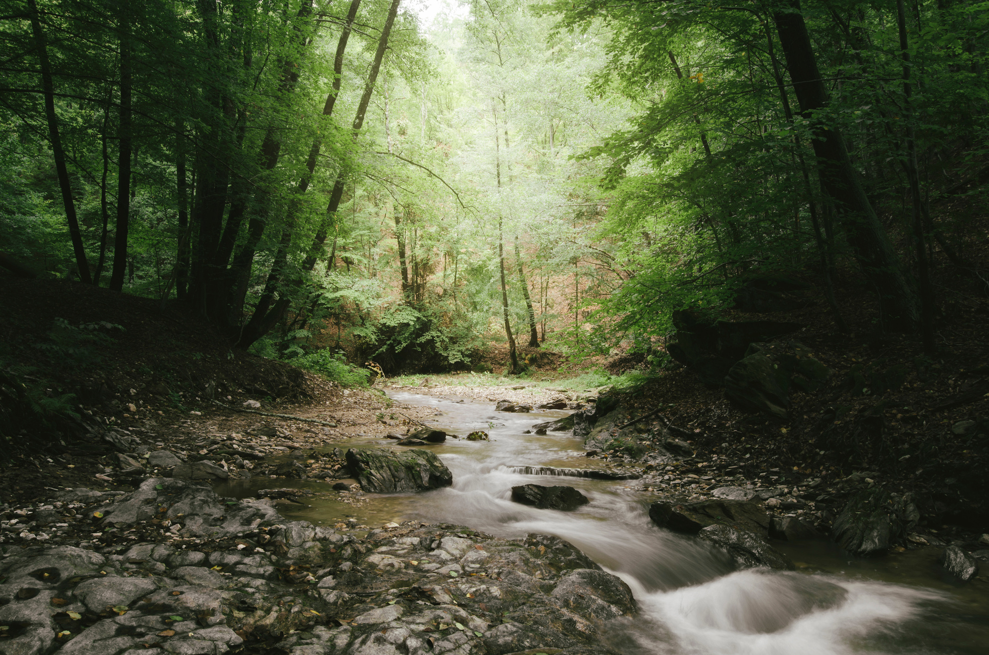 Forest River Landscape